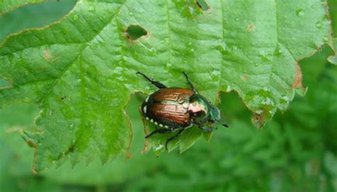 Tree Pest Identification | Garden Guides