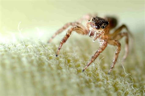 The 10 Most Common Types of House Spiders in the U.S. (2022)