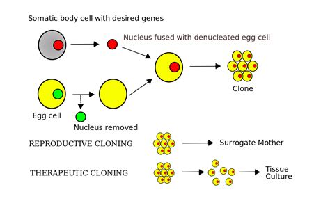 Is Human Cloning a Good or Bad Idea? - Codeprg