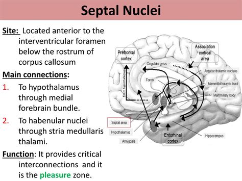 PPT - Limbic System PowerPoint Presentation, free download - ID:2194319