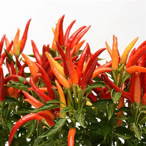 Chilly Chili Ornamental Pepper