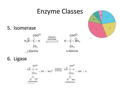 Ligase Enzyme Examples