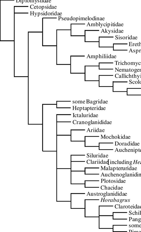 9 Hypothetical relationships among the major groups of the Siluriformes ...