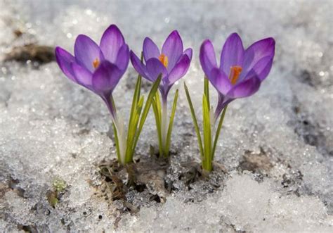 crocus-in-snow - Institute for Solution-Focused Therapy