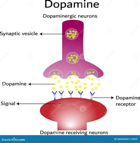 Dopamine Receptors