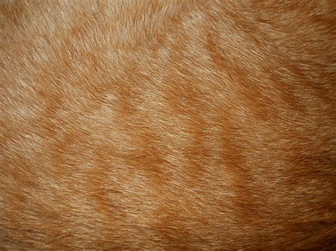 Cat Fur Texture 1 by Orangen-Stock on DeviantArt