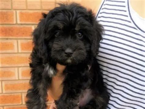 350 Cavapoo Puppy Names (Best Name Ideas of 2024)