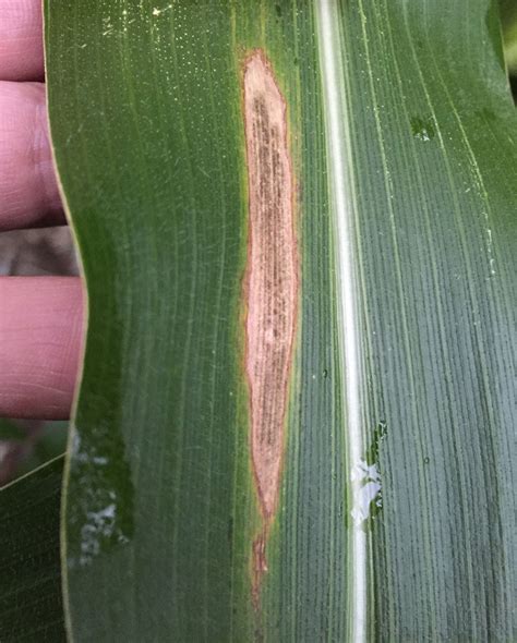 Northern Corn Leaf Blight Continues, Gray Leaf Spot Starts in 2015 ...