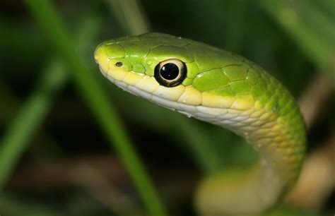 Rough Green Snake (BREC's Fauna Conservation Park Guide) · NaturaLista ...