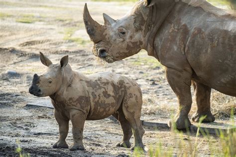 Endangered Baby Rhino Made His Public Debut At Disney’s Animal Kingdom