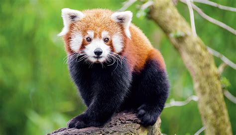 letters | We need to sensitize people to conserve red pandas ...