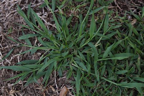 How To Get Rid Of Perennial Grass Weeds – SC Garden Guru