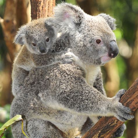 Baby Koala Wallpapers - Top Free Baby Koala Backgrounds - WallpaperAccess