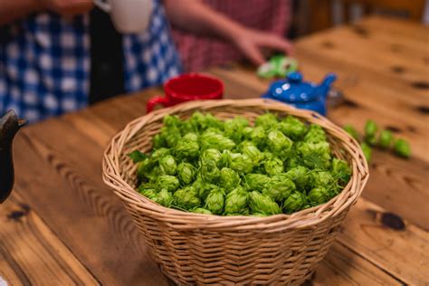 Growing Hops (+ Medicinal Benefits of Hops Plants) — Homesteading Family