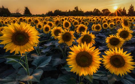 Desktop Wallpaper - Campo di girasoli