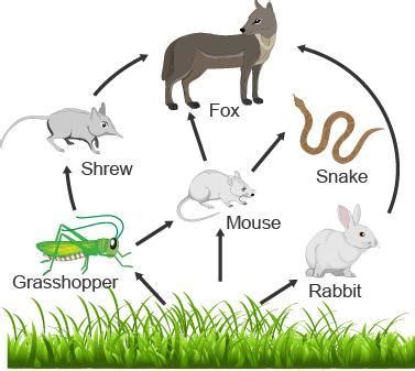 Which two organisms in the food web are primary consumers? fox and ...