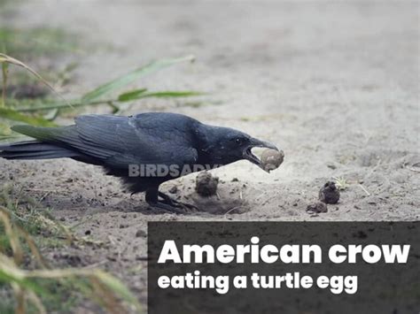 What Do Crows Eat? List Of Crow Diets (With Pictures)