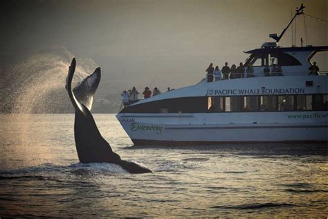 Top 5 Maui Whale Watching Tours ~ From Hula Girl to Pacific Whale ...