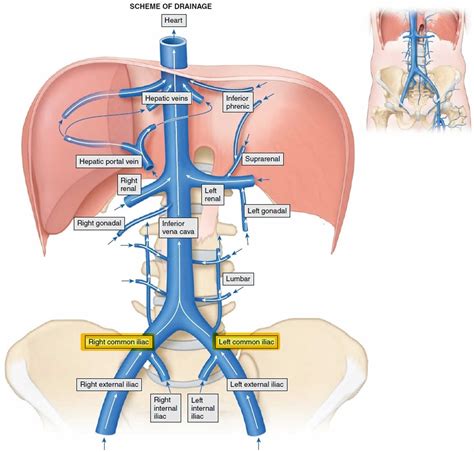 Iliac Vein Anatomy | Hot Sex Picture