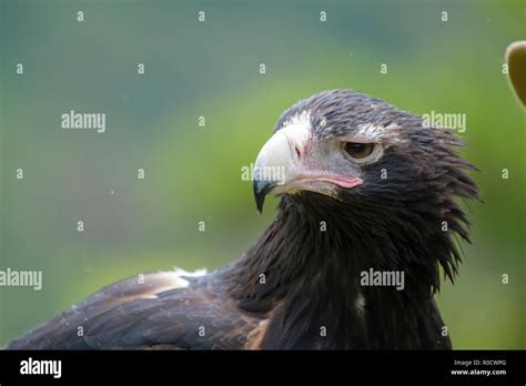 Wedgetail Eagle - Birds of Prey Show - O'Reilly's Rainforest Retreat ...