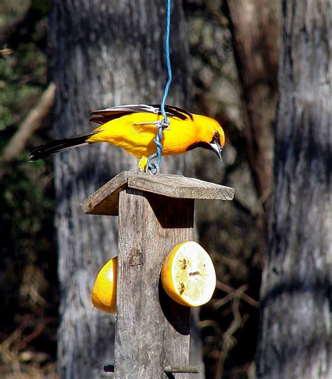 Altamira Oriole | Seen in a maintained feeding area in Bense… | Flickr