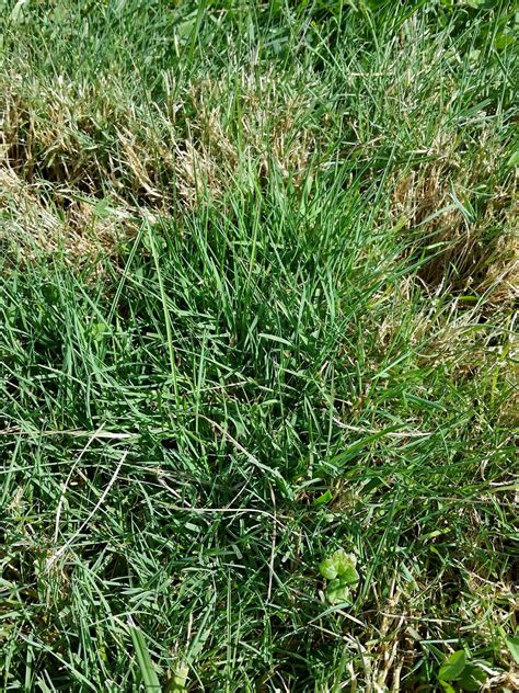 What Is Red Fescue Grass: Learn About Red Fescue Care In The Lawn ...