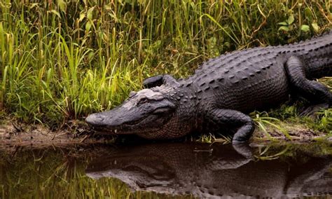 Lake Jesup: Home to Florida's Most Unique Wildlife