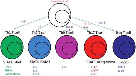 T Cell Differentiation Pathway
