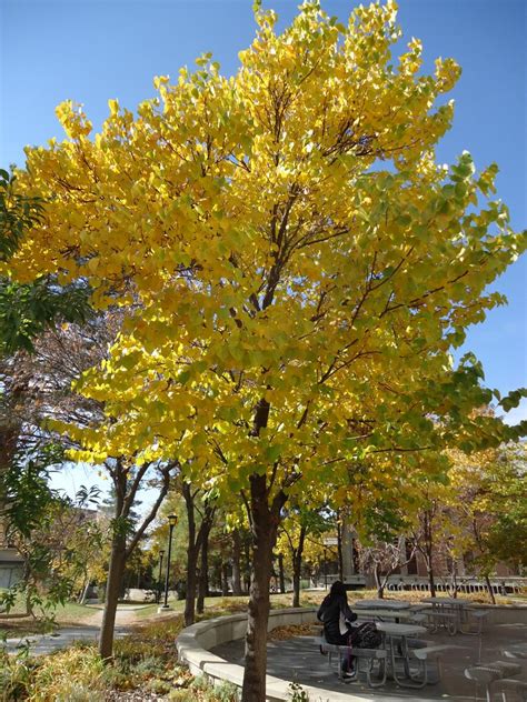 Tree Tour - Facilities - The University of Utah