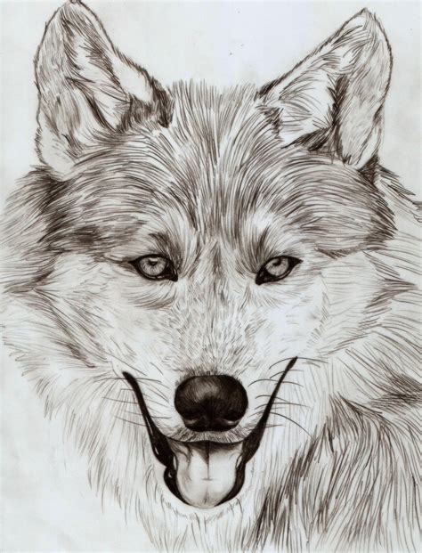 Wolf Pencil Sketch — Weasyl