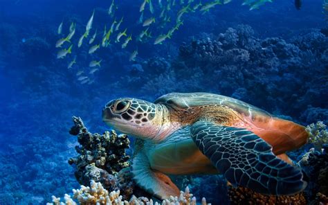 HD Wallpaper of a Graceful Sea Turtle in Vibrant Waters