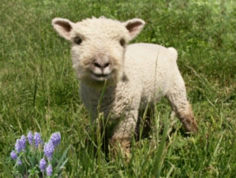 Olde English Babydoll Southdown Sheep! I want one!!! | Babydoll sheep ...