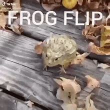 Frog Flip GIF - FrogFlip - Discover & Share GIFs