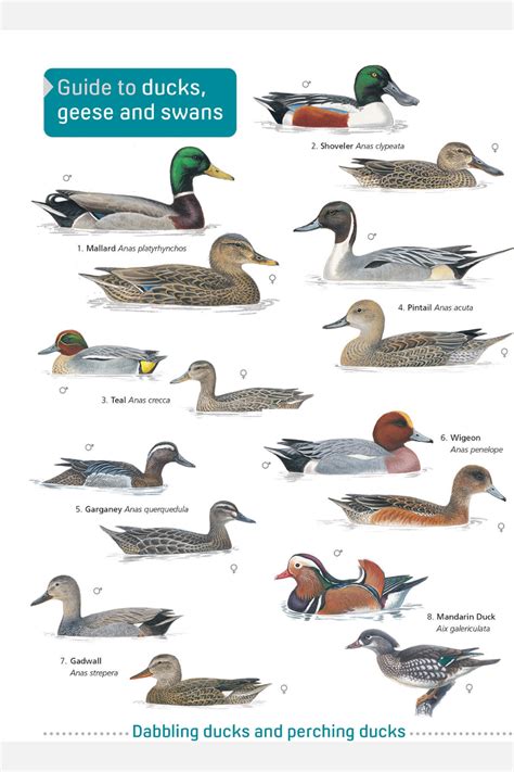 From mallard to mute swan, from shoveler to shelduck, the FSC Ducks ...