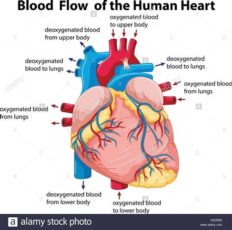 Pin on Cardiology