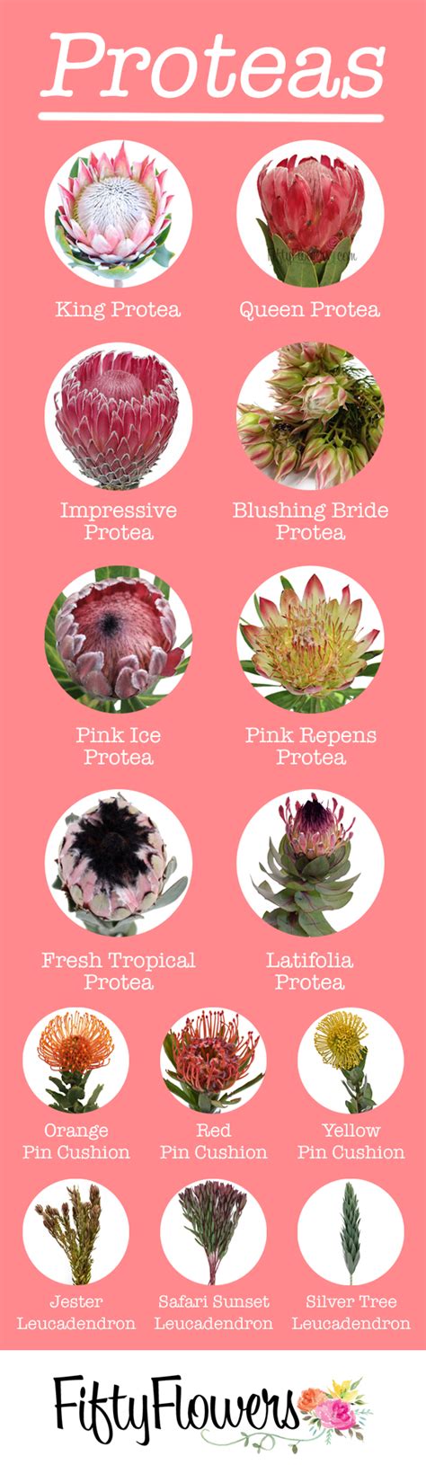 Protea can easily add texture and drama to any arrangement! Check out ...