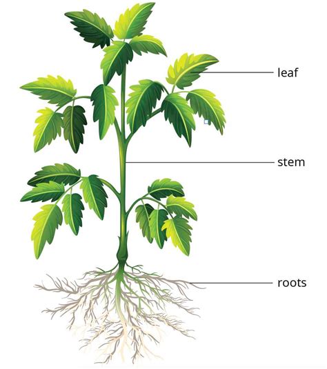 Plants and Their Parts | Primary 3 Science - Geniebook