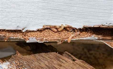 How to Spot a Termite Infestation and What to do Next