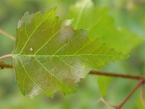 Birch Tree Leaves Identification