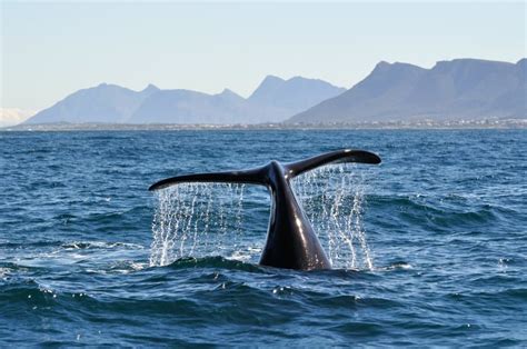 Hermanus Whale Watching - Everything You Need to Know