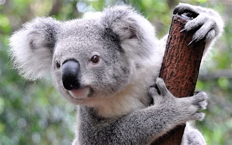 Koala protection failing in Queensland | Green Left