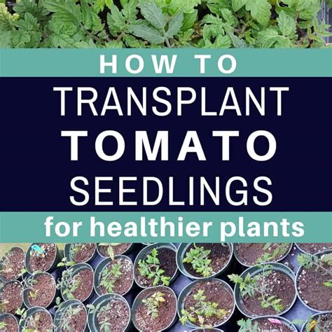 Pro Tips For Transplanting Tomato Seedlings | You Should Grow