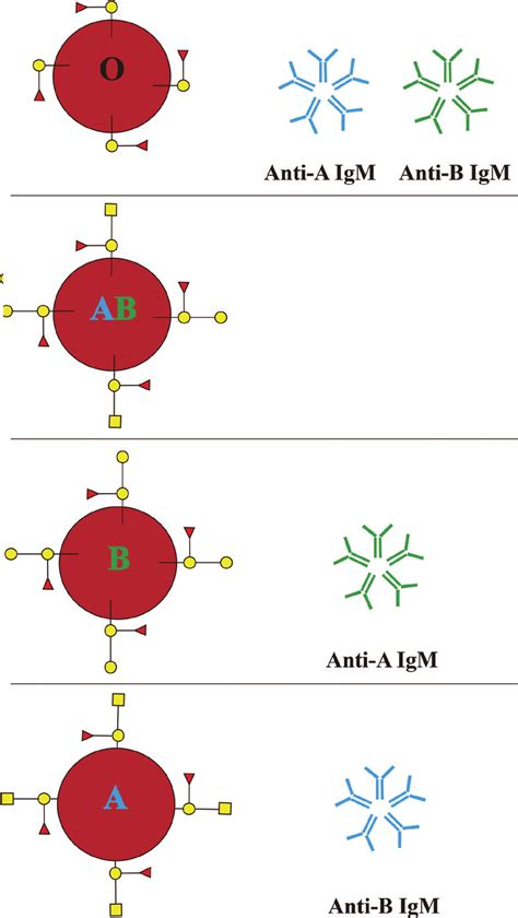 Schematic presentation of ABO blood group antigens and isoantibodies ...