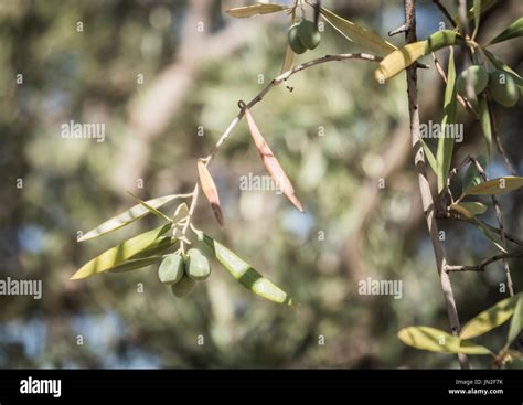 Olive trees infected by the dreaded bacteria called Xylella Stock Photo ...