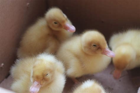 The baby ducks are here....