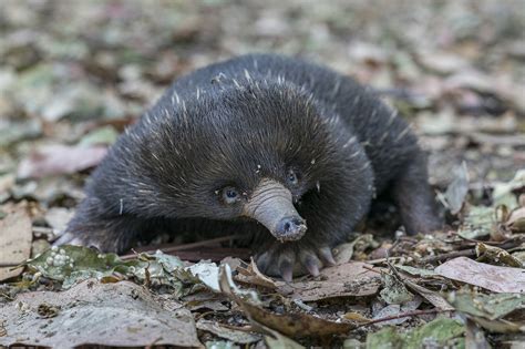 Echidna Puggle Born at San Diego Zoo Safari Park for 1st Time in ...