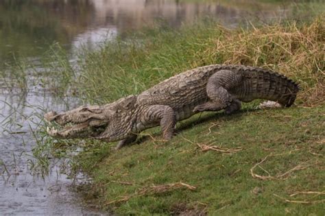 Ganges River Crocodiles