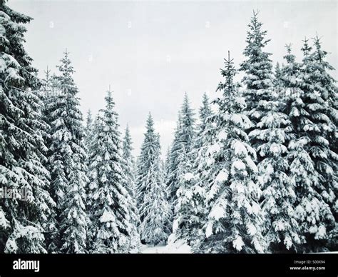 Pine trees covered by snow Stock Photo - Alamy