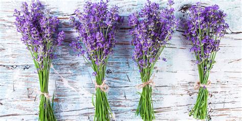 100 uses of lavender leaves - All Uses of