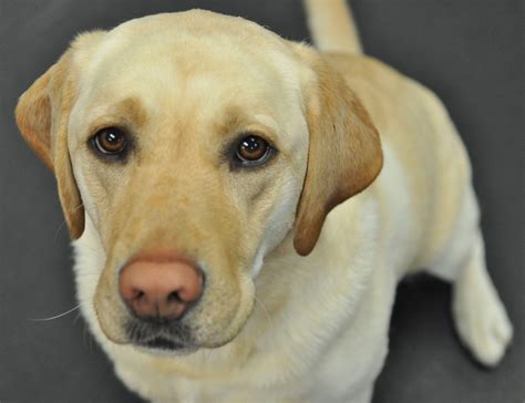 Yellow Lab Wallpapers - Wallpaper Cave